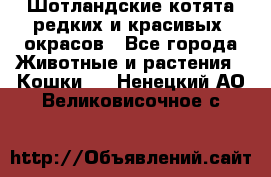 Шотландские котята редких и красивых  окрасов - Все города Животные и растения » Кошки   . Ненецкий АО,Великовисочное с.